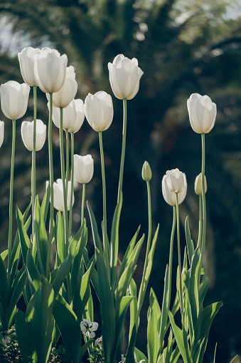 White tulips background. Flower summer landscape card. Horizontal