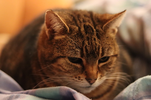 Close up of a tabby cat lying on a blanket