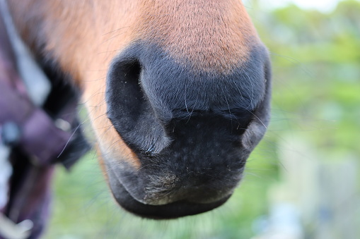 Close up of a horse's muzzle