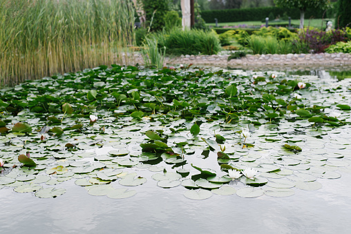 Water lilies grow on a beautiful pond