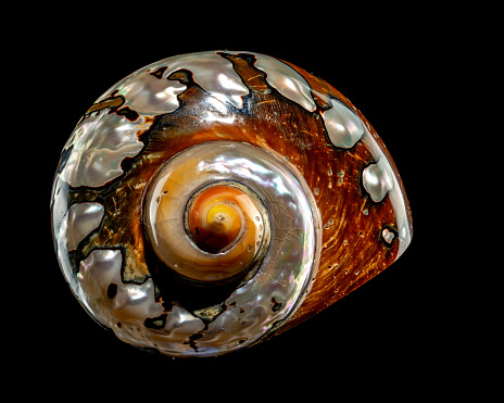 Macro on the shell of a marine mollusk.