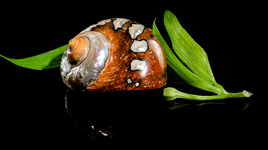 Snail shell in grass