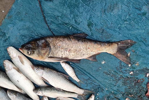 The bighead carp (Hypophthalmichthys nobilis) is a species of cyprinid freshwater fish native to East Asia. It is one of the most intensively exploited fishes in fish farming.