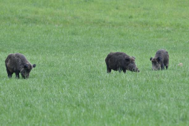 istock A flock of wild boars graze grass in a spring meadow 1949147044