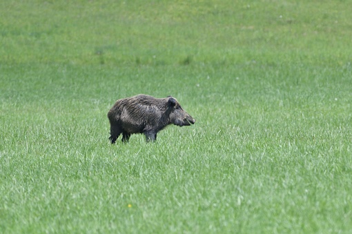 Wild boar near the forest grazing grass on the meadow in wildlife