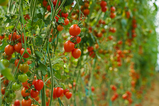 Organic tomatoes growing in a greenhouse, Antalya Turkiye