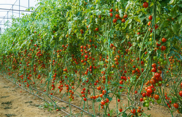 istock Organic tomatoes growing in a greenhouse 1949157099