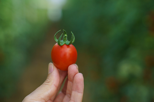 Hand holding ripe tomato in greenhouse