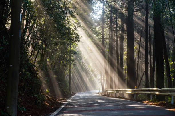 Sunbeams shining through the trees on the road.