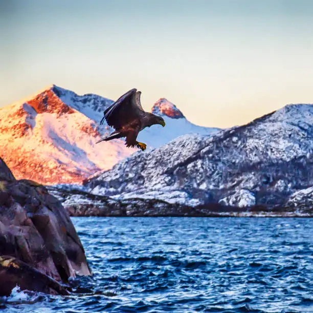 Photo of White-tailed  sea eagle fishing on the spectacular waters of the Trollfjord in Svolvaer Lofoten islands, Norway