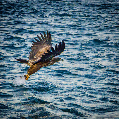 White-tailed  sea eagle fishing on the spectacular waters of the Trollfjord in Svolvaer Lofoten islands, Norway