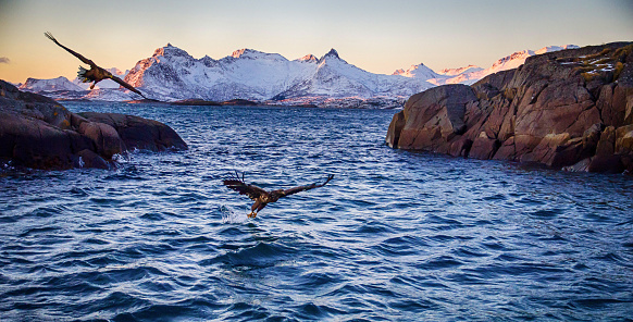 White-tailed  sea eagle fishing on the spectacular waters of the Trollfjord in Svolvaer Lofoten islands, Norway