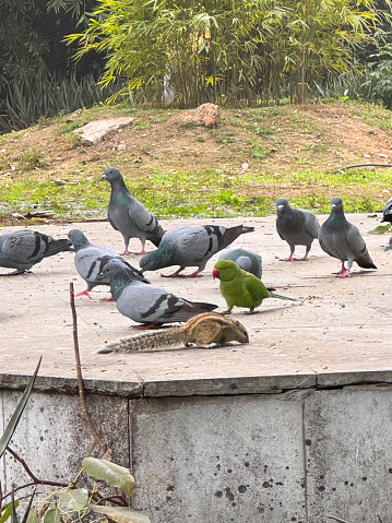 Stock photo showing an Indian three-striped palm squirrel (Funambulus palmarum), a wild, green Indian ringneck parakeet (Psittacula krameri) and feral pigeons (Columba livia domestica) sat feeding on the ground in a public park.