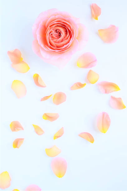 istock pink rose petals on white background. 1949247538