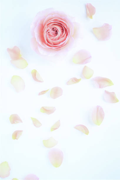 istock pink rose petals on white background. 1949247541