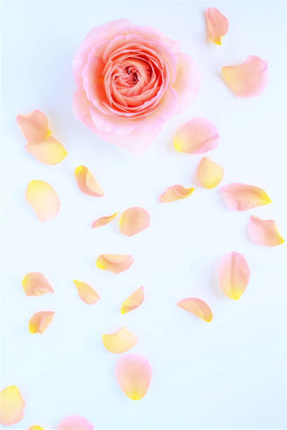 istock pink rose petals on white background. 1949247542
