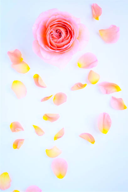 istock pink rose petals on white background. 1949248048
