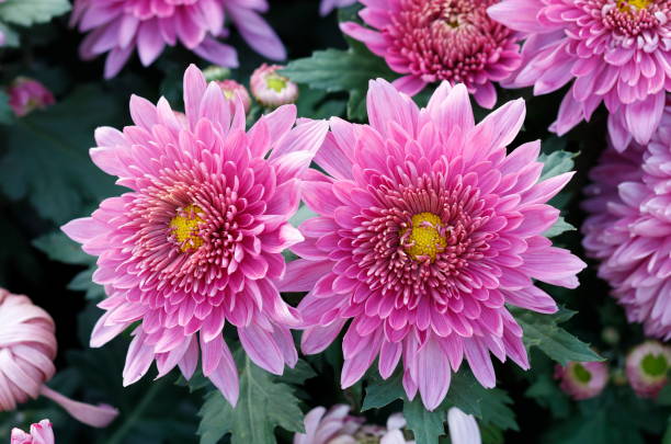 istock Two Pink Chrysanthemum Flowers 1949249088