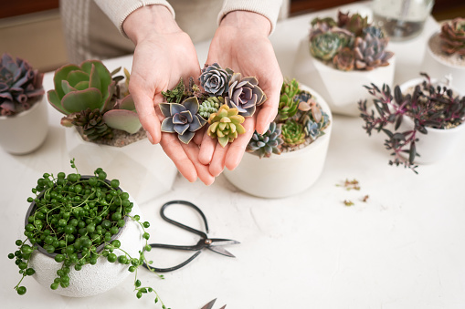 Woman holding Echeveria Succulent house plant cuttings in a hands.