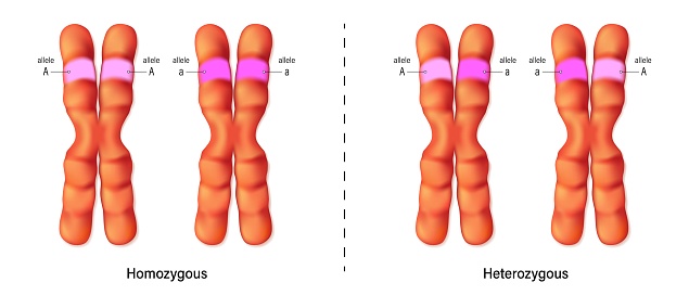 Homozygous and Heterozygous chromosomes. Vector used for scientific and medical education.
