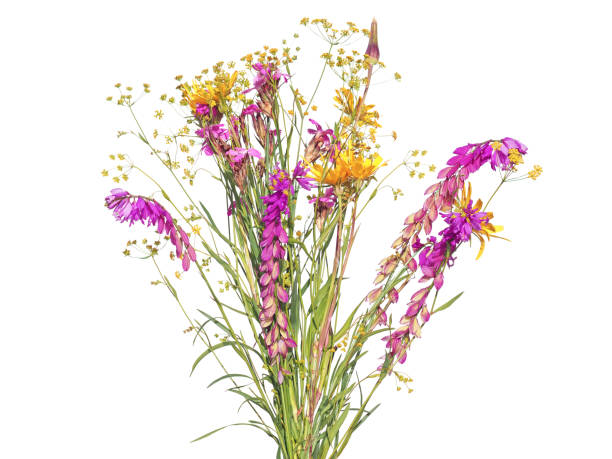 istock Colorful wild meadow flowers isolated on white 1949295142