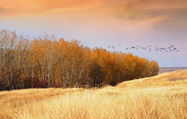 Colorful autumn landscape at the edge of a poplar tree forest at sunset