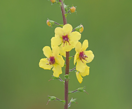 Flower of temptress yellow mullein wild plant, Verbascum phoeniceum subsp. flavidum