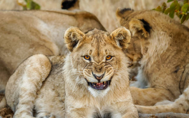 istock A young lion ( Panthera Leo) looking in the camera roaring, Ongava Private Game Reserve ( neighbour of Etosha), Namibia. 1949313702