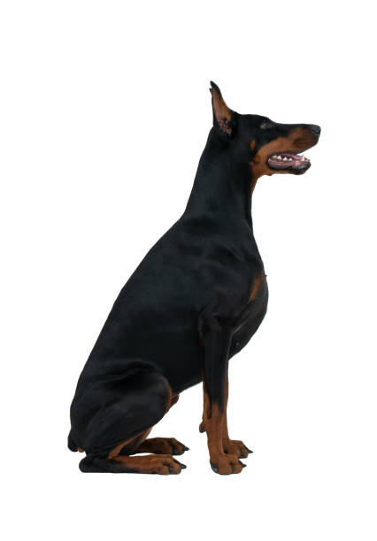 This is my dog Lexx, he's a champion show dog. Dobermans are strong, sleek, powerful and intelligent. I tried to capture all of those qualities in this shot.  The background is pure white with copy space on the left side. 