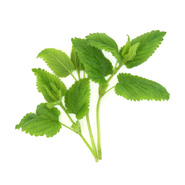 istock Lemon Balm Herb Plant Natural Herbal Medicine 1949359129