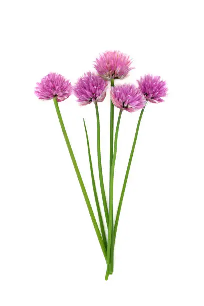 Chive blossom plant flowers on white. Used in food decoration and natural herbal medicine. Can improve memory functions, boost heart and bone health, treats parasitic worms. Allium schoenoprasum.