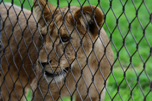 Lion cub behind fence