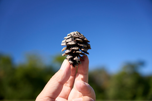 Close-up of pine cone in hand.