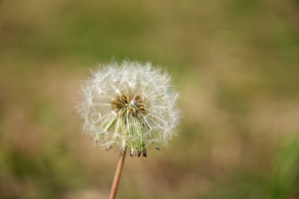 Close-up of fluffy dandelion fluff.
