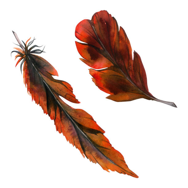 istock Hand drawn watercolor bird feather plume quill boho tribal ethnic indian red black. Single object isolated on white background. Design charm, amulet, dreamcatcher, scrapbooking, handmade craft, tattoo 1949385700