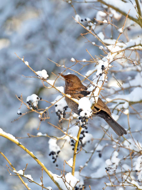 istock Juvenile Blackbird (Turdus merula) in winter with snow 1949408514