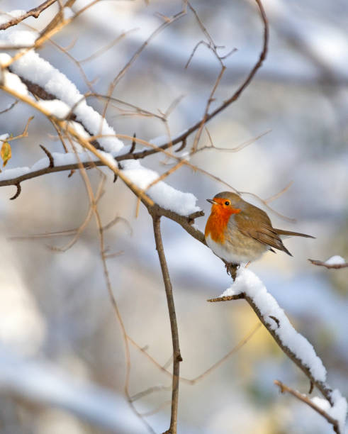 istock The Euopean Robin Redbreast in snow 1949409057