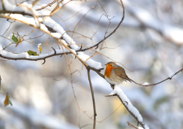 Robin (Erithacus rubecula)