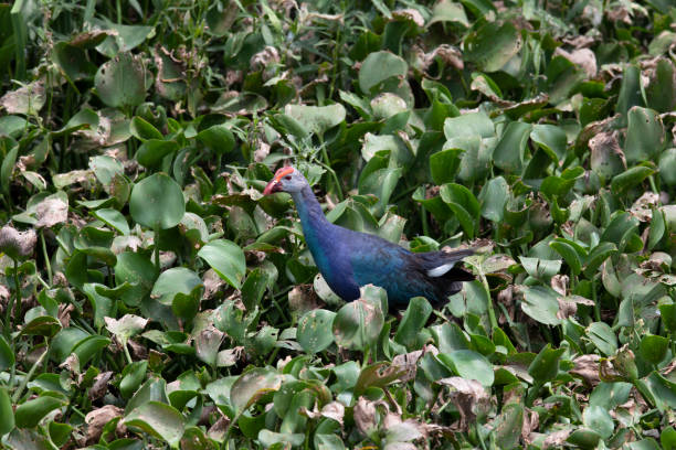 Purple Swamphen bird in a marshland