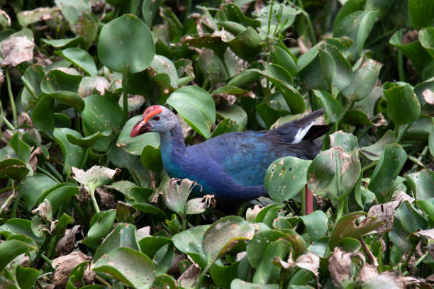 istock Purple Swamphen bird in a marshland 1949415303