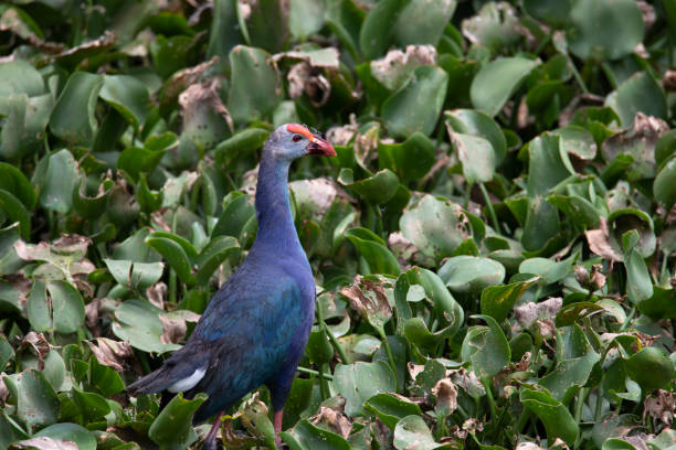 istock Purple Swamphen bird in a marshland 1949417365
