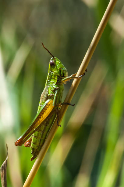 A grasshopper on a stick stock photo