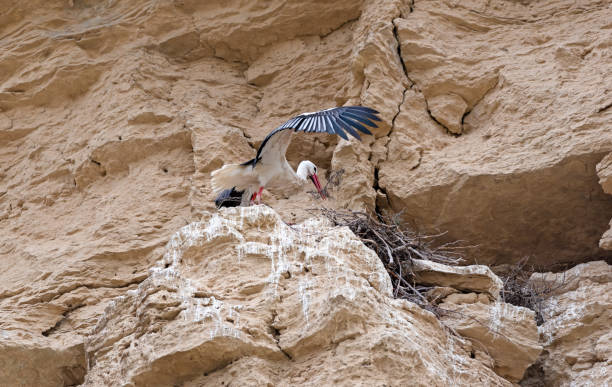 istock White stork (Ciconia ciconia) in its natural environment with wings open landing on its nest 1949436389