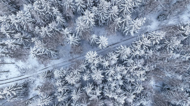 istock Top down view of footpath and snowy forest in winter. 1949436916
