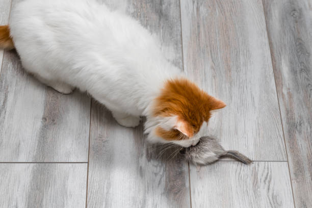 istock domestic cat sniffing a toy gray mouse. 1949436928