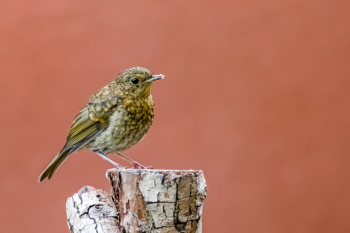 Young robin perched on a wooden branch log.