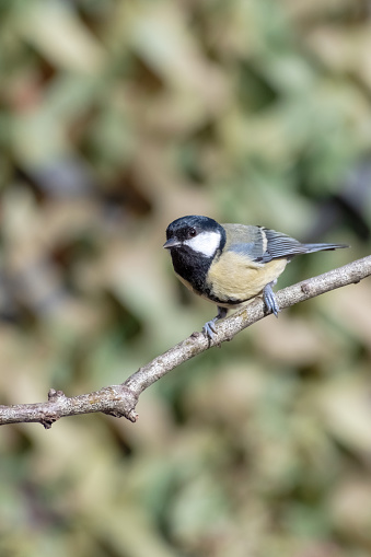 Great Tit perched on a tree branch with out of focus background and copy space.