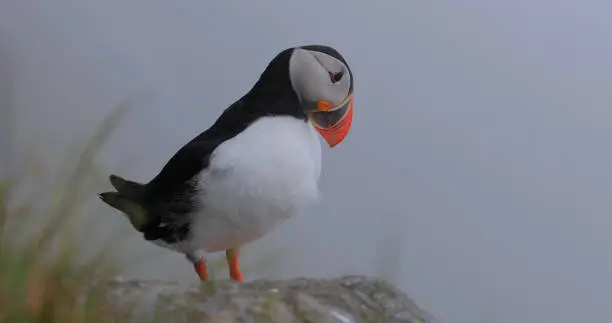 Photo of Atlantic puffin (Fratercula arctica), on the rock on the island of Runde (Norway).