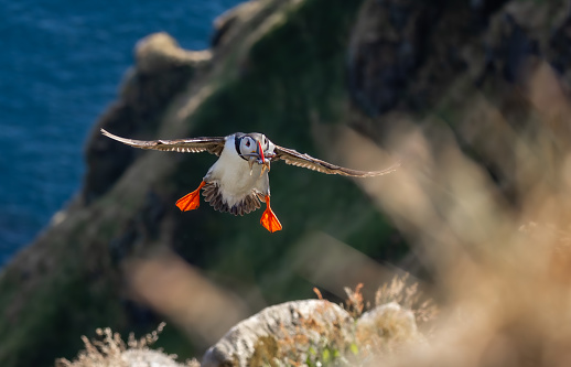 Atlantic puffin (Fratercula arctica) flying with fish in its beak on the island of Runde (Norway). It is the only puffin native to the Atlantic Ocean.