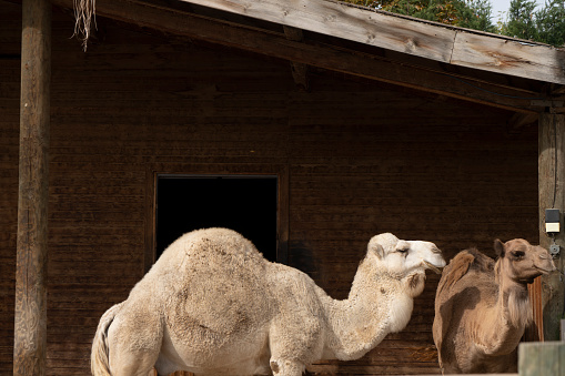 Camel